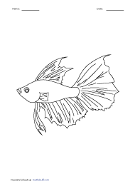 Bettafish 